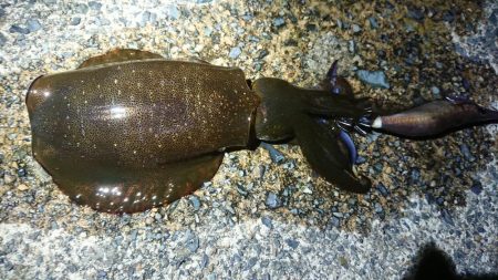 雨上がりに出撃