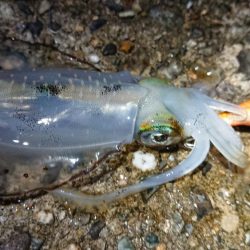 仕事終わりエギング