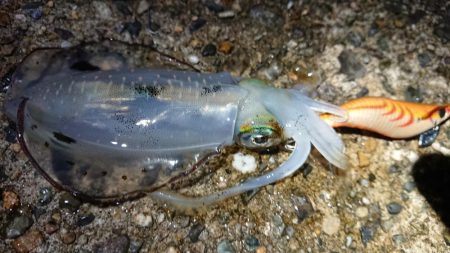 仕事終わりエギング