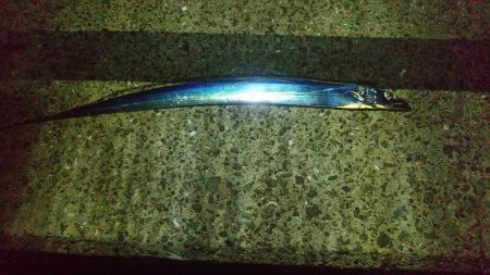 久し振りの太刀魚