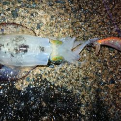 仕事終わりエギング