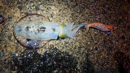 仕事終わりエギング