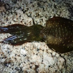 朝マズメエギング