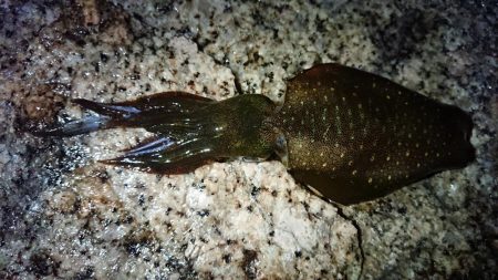 朝マズメエギング