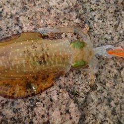 ２日連続朝マズメエギング