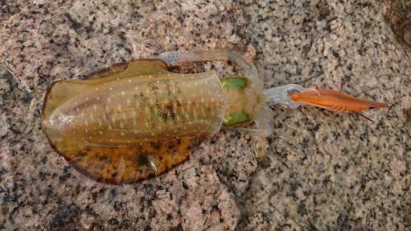 ２日連続朝マズメエギング