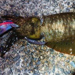 夕マズメエギング