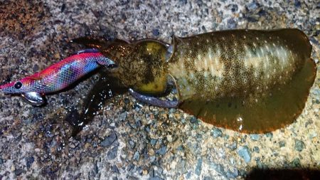 夕マズメエギング