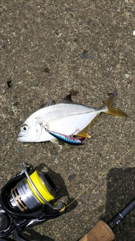 朝練ライトゲーム