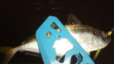 久々のアジング