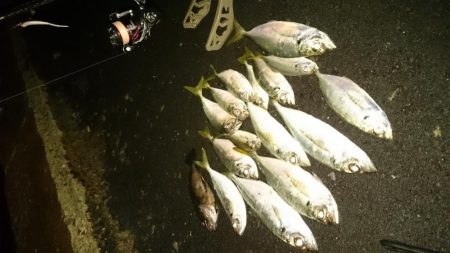 癒しのアジング