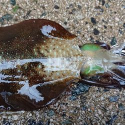 台風前の朝マズメ