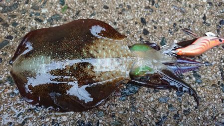 台風前の朝マズメ