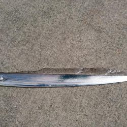 サゴシがミノーで。泳がせには思わぬ獲物が！