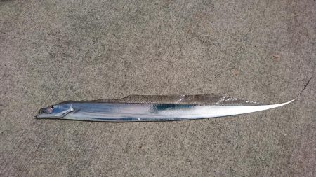 サゴシがミノーで。泳がせには思わぬ獲物が！