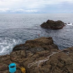 石鯛、カンダイ