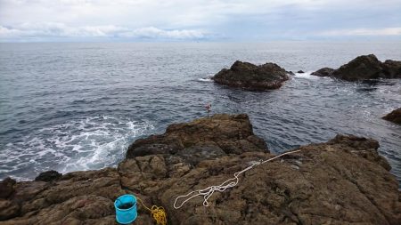 石鯛、カンダイ