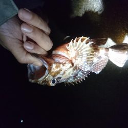 ナイトトップゲーム