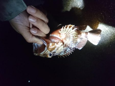 ナイトトップゲーム