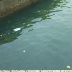 【片上海岸】アオリイカ調査