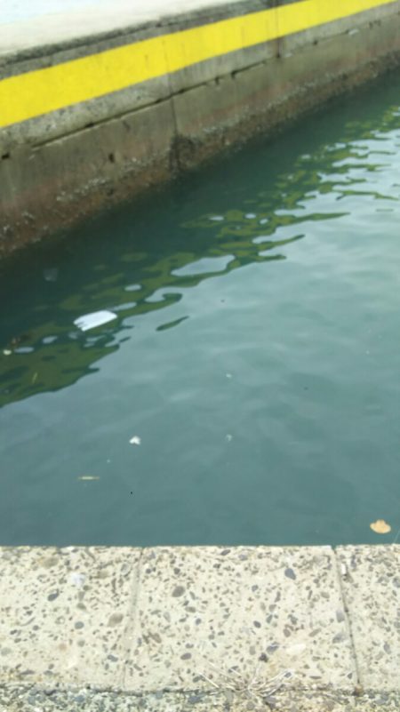 【片上海岸】アオリイカ調査