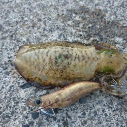 敦賀秋イカ開幕