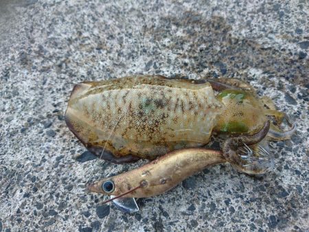 敦賀秋イカ開幕