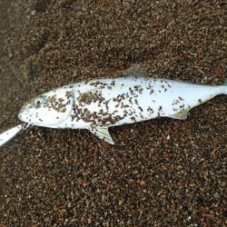 サーフで小型青物GET