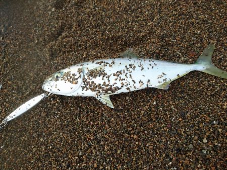 サーフで小型青物GET