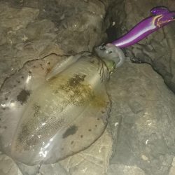 でかくなってる