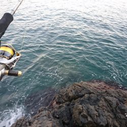 イカと根魚と私