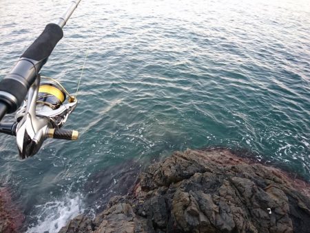 イカと根魚と私