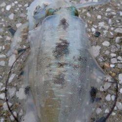 近場で新子調査