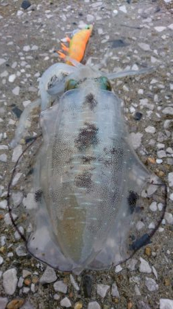 近場で新子調査