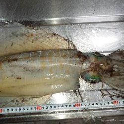 新子時期なのに。