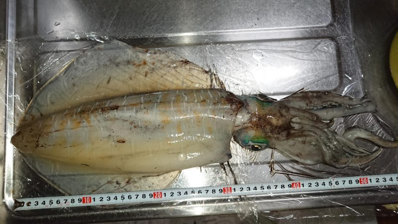 新子時期なのに。