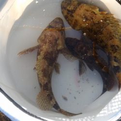 台風前の弾丸釣行