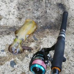 teamゲッソー調査隊