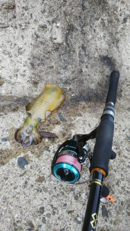 teamゲッソー調査隊