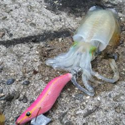 teamゲッソー調査隊