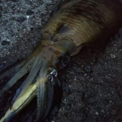 teamゲッソー調査隊