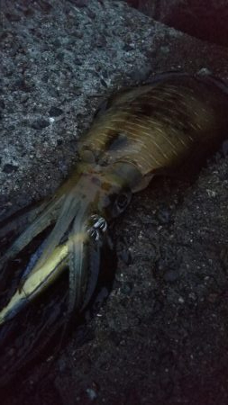 teamゲッソー調査隊