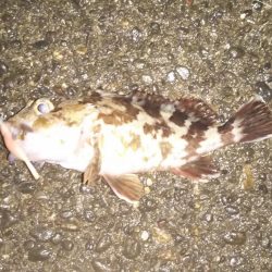 アジを狙ったけど・・・