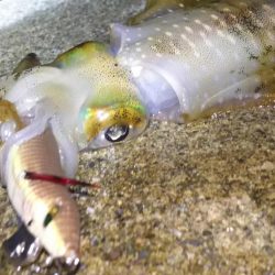 日本海エギング