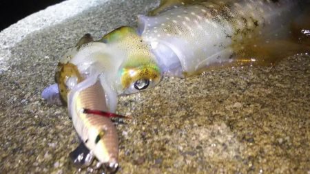 日本海エギング