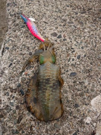 今日も濁りとウネリの中