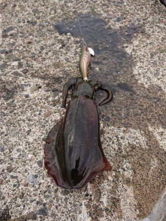 逆強風に向けて