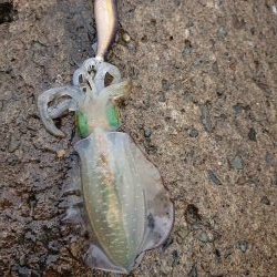雨中越前ランガン