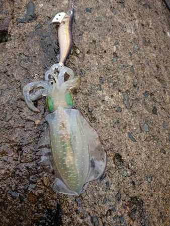 雨中越前ランガン