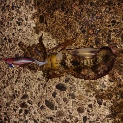 濁りも薄くなり